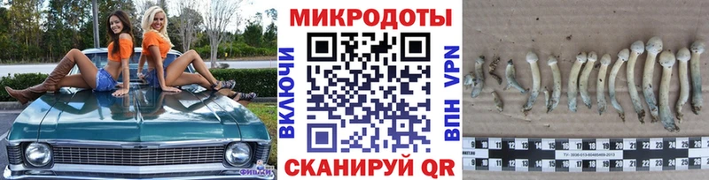 Псилоцибиновые грибы Psilocybe  Змеиногорск 